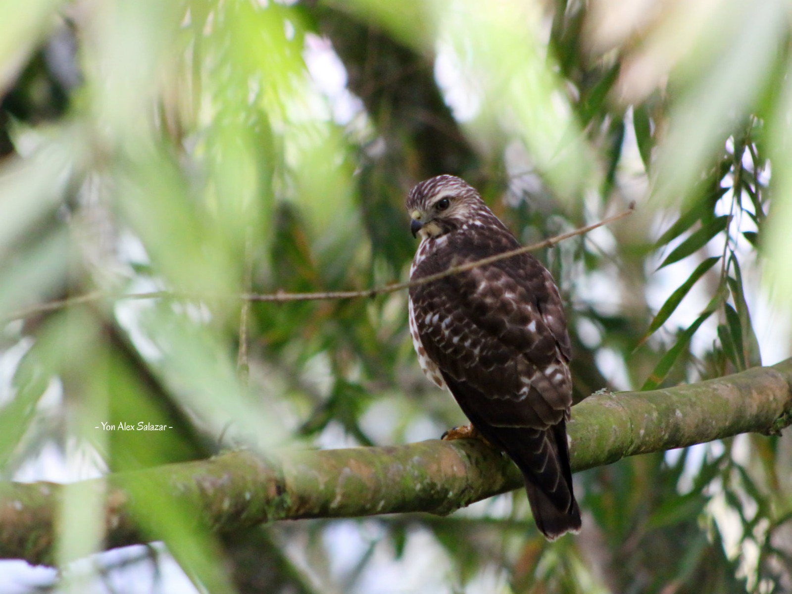 Protegiendo la biodiversidad